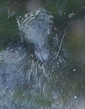 ghostbird3.jpg