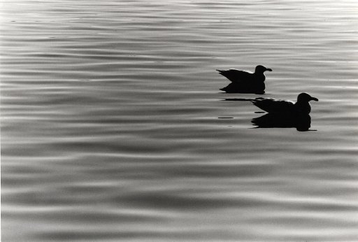 Steveston_img